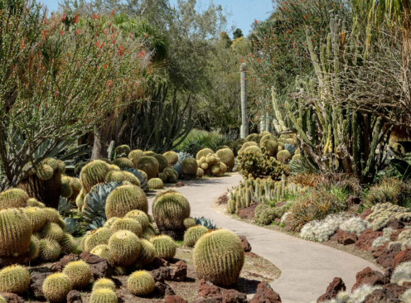 Taman dengan taman kering yang didominasi oleh tanaman kaktus dan sukulen